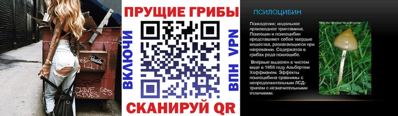 Галлюциногенные грибы Cubensis  где найти   Лениногорск 